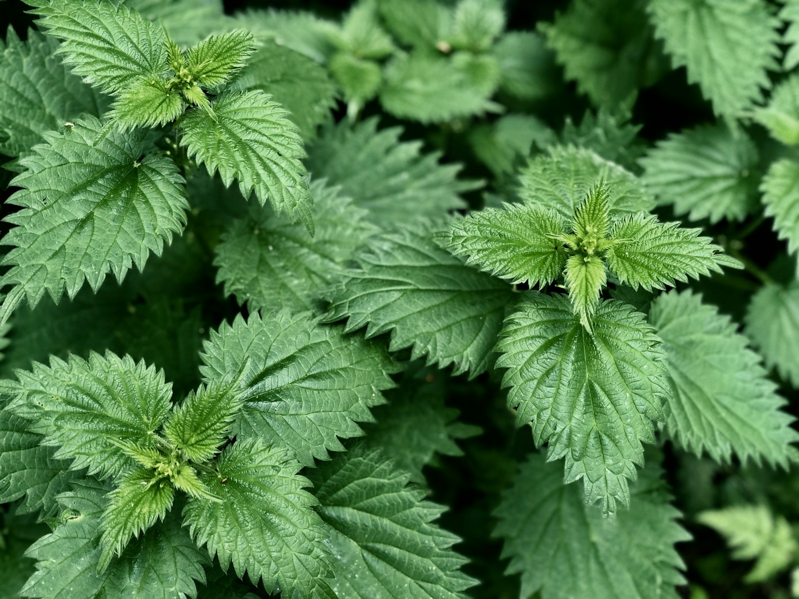 Dense patch of young stinging nettle leaves with toothed edges