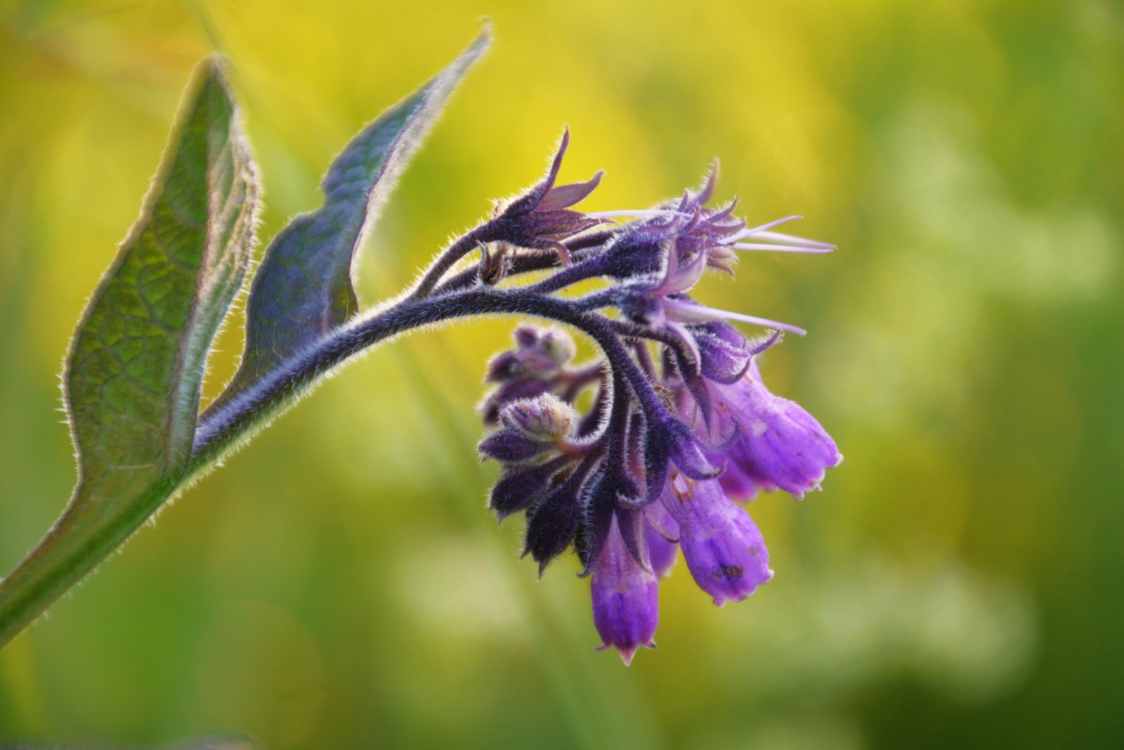Close-up of a hairy, curled comfrey flower cluster with purple bells