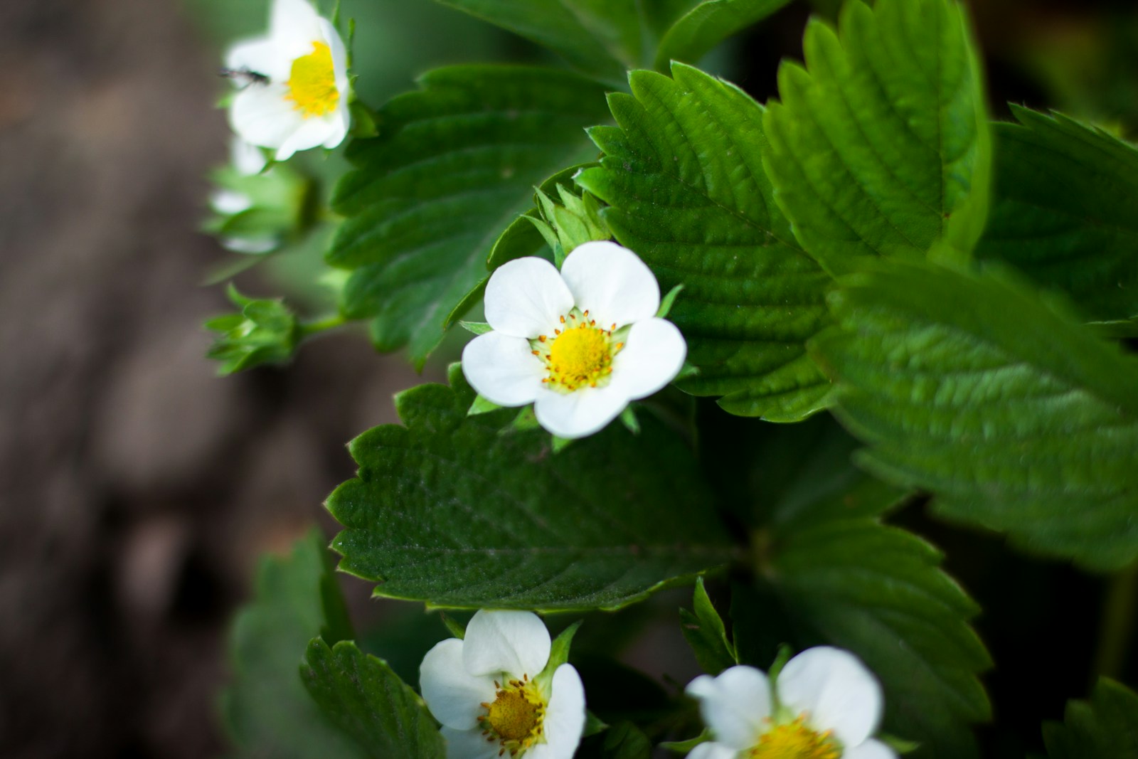 White five-petalled strawberry flowers with yellow centres among toothed leaves