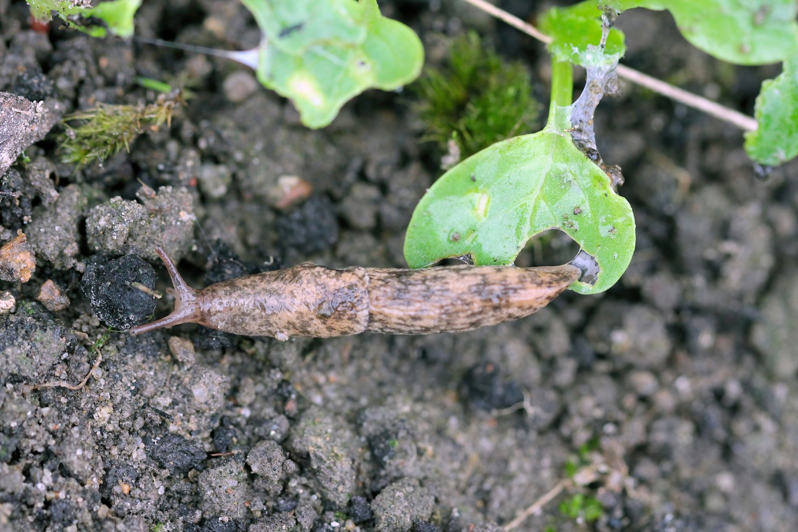 A slug on bare soil chewing a holed seedling leaf