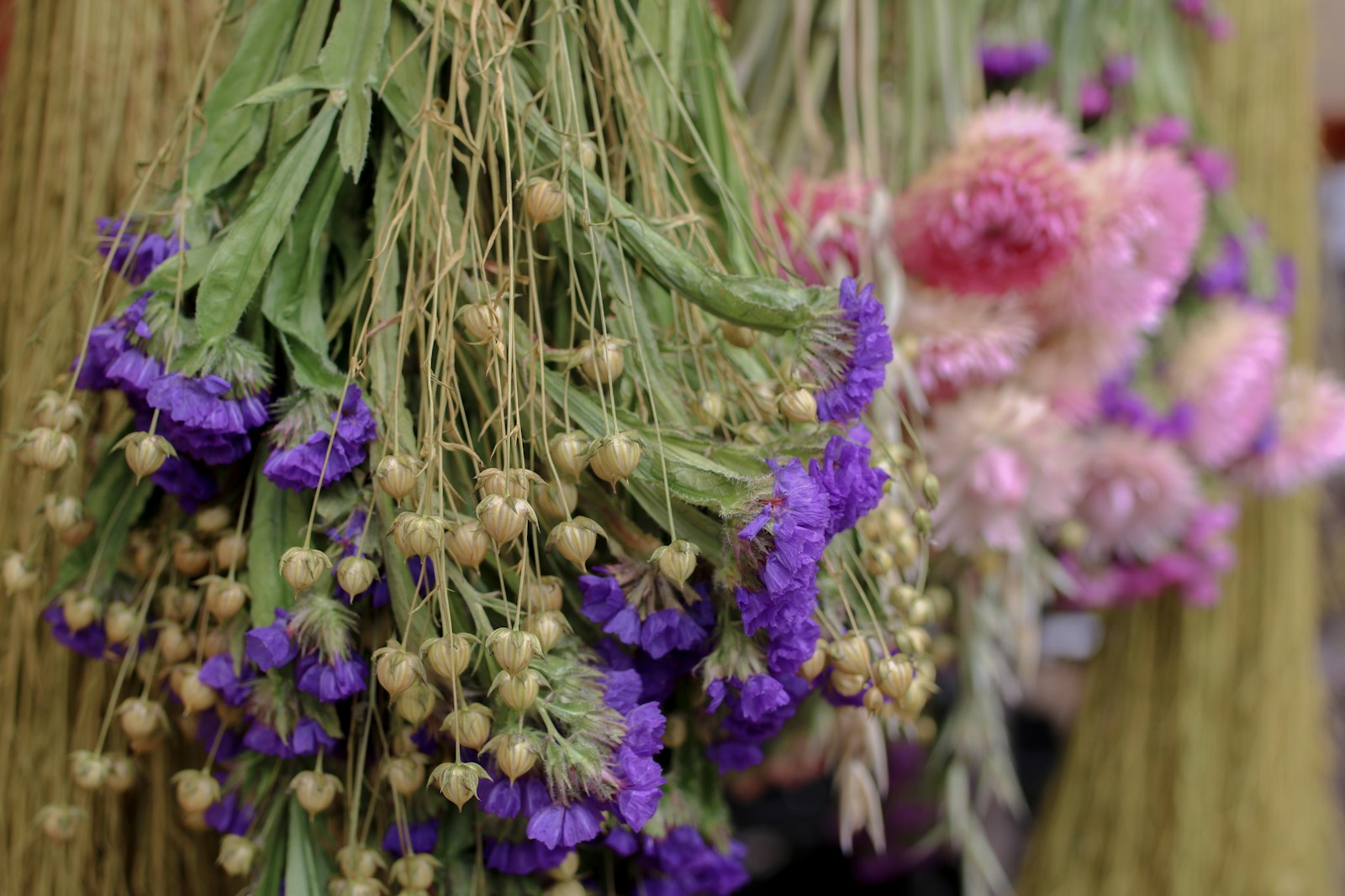 Bunches of purple statice and flax seed heads hanging upside down to dry
