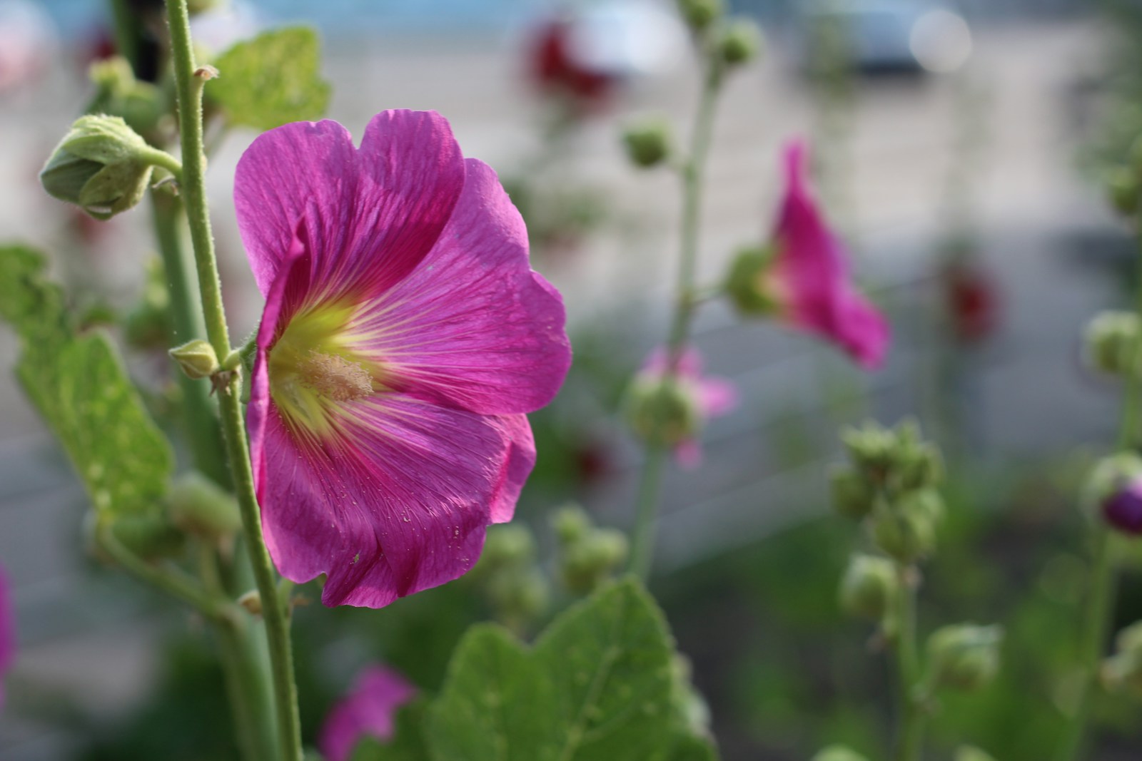 Close-up of a single magenta hollyhock flower with a yellow centre