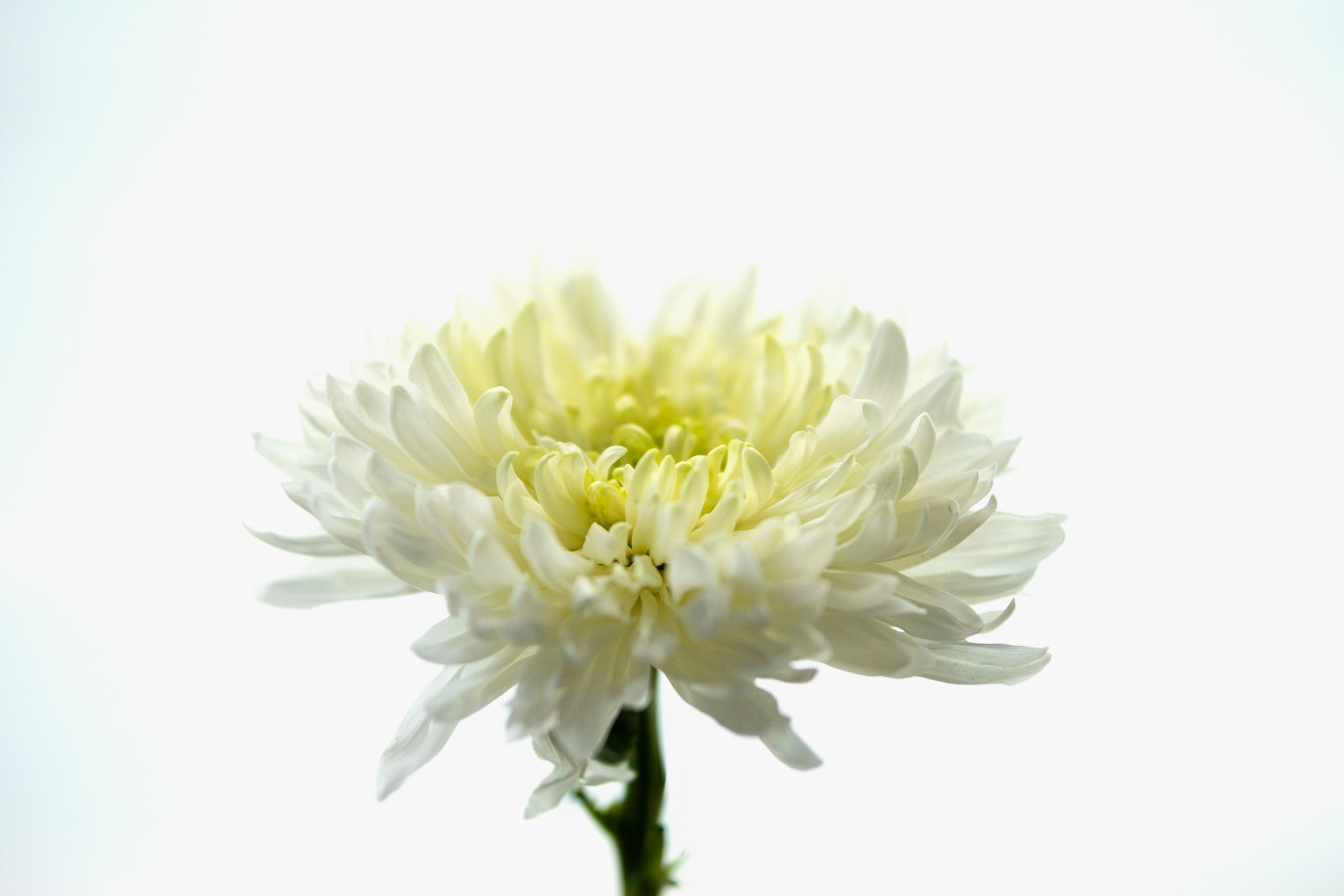 Single white cut chrysanthemum stem with a pale green centre