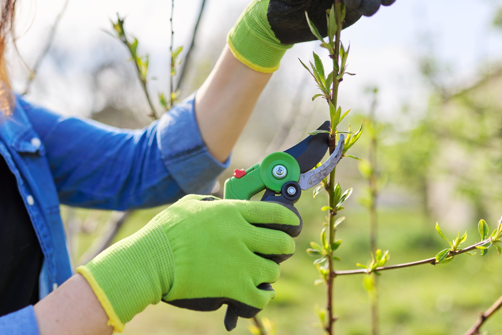 Gardener in green gloves using bypass pruners on a young stem