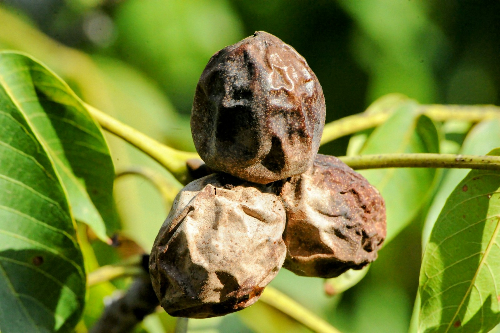 Blackened, shrivelled husks on an English walnut branch, typical of husk damage