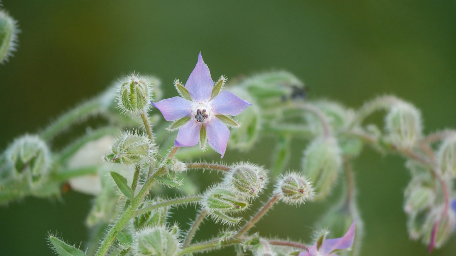 Pale lilac borage flower seen face-on, surrounded by fuzzy green buds