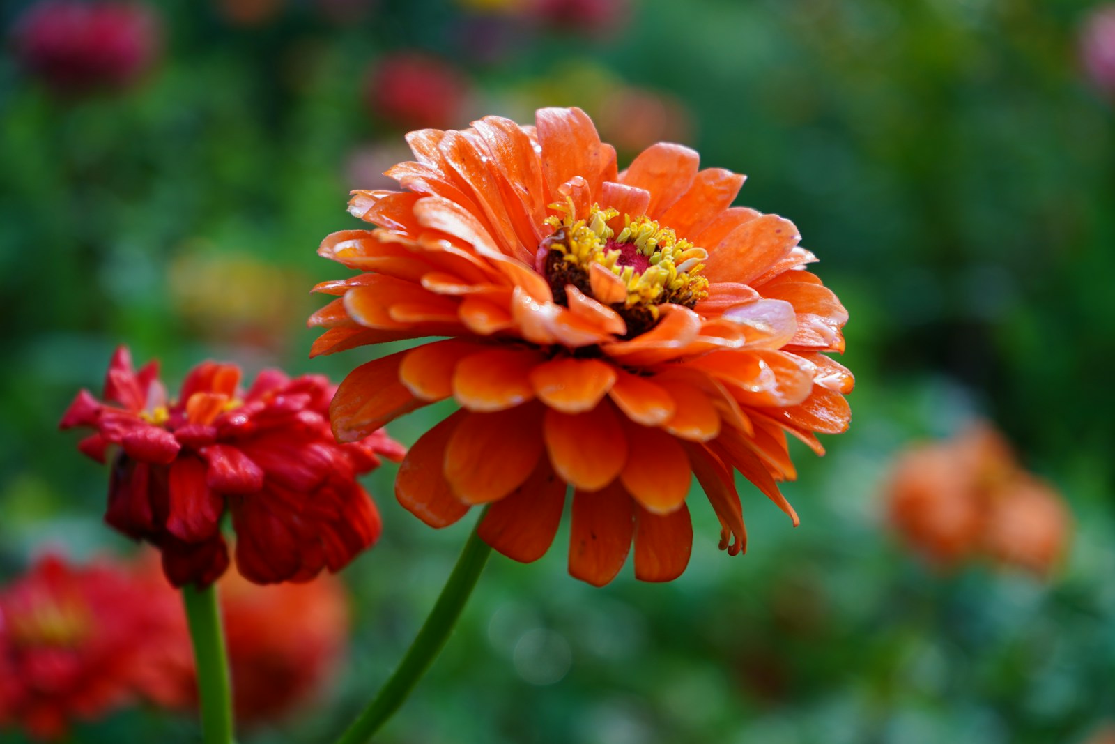 Orange double zinnia on a long stem beside a red zinnia