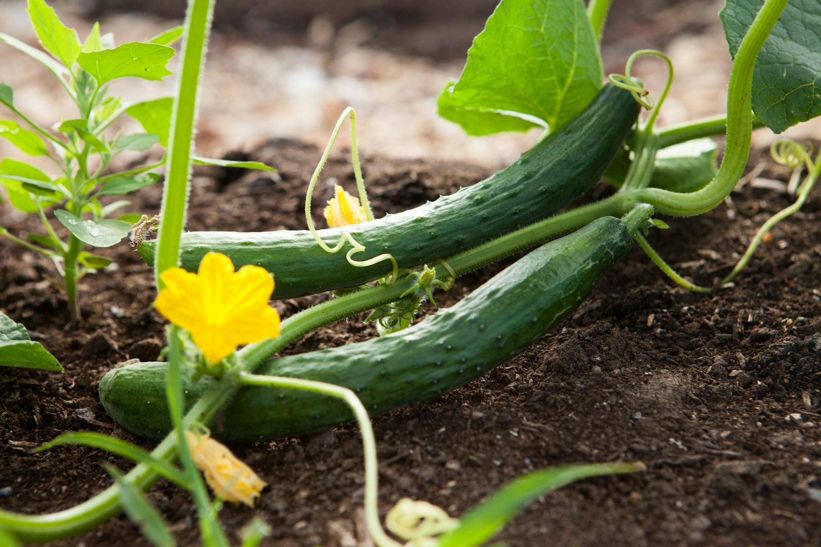 Two long cucumbers lying on dark soil beside a flowering vine
