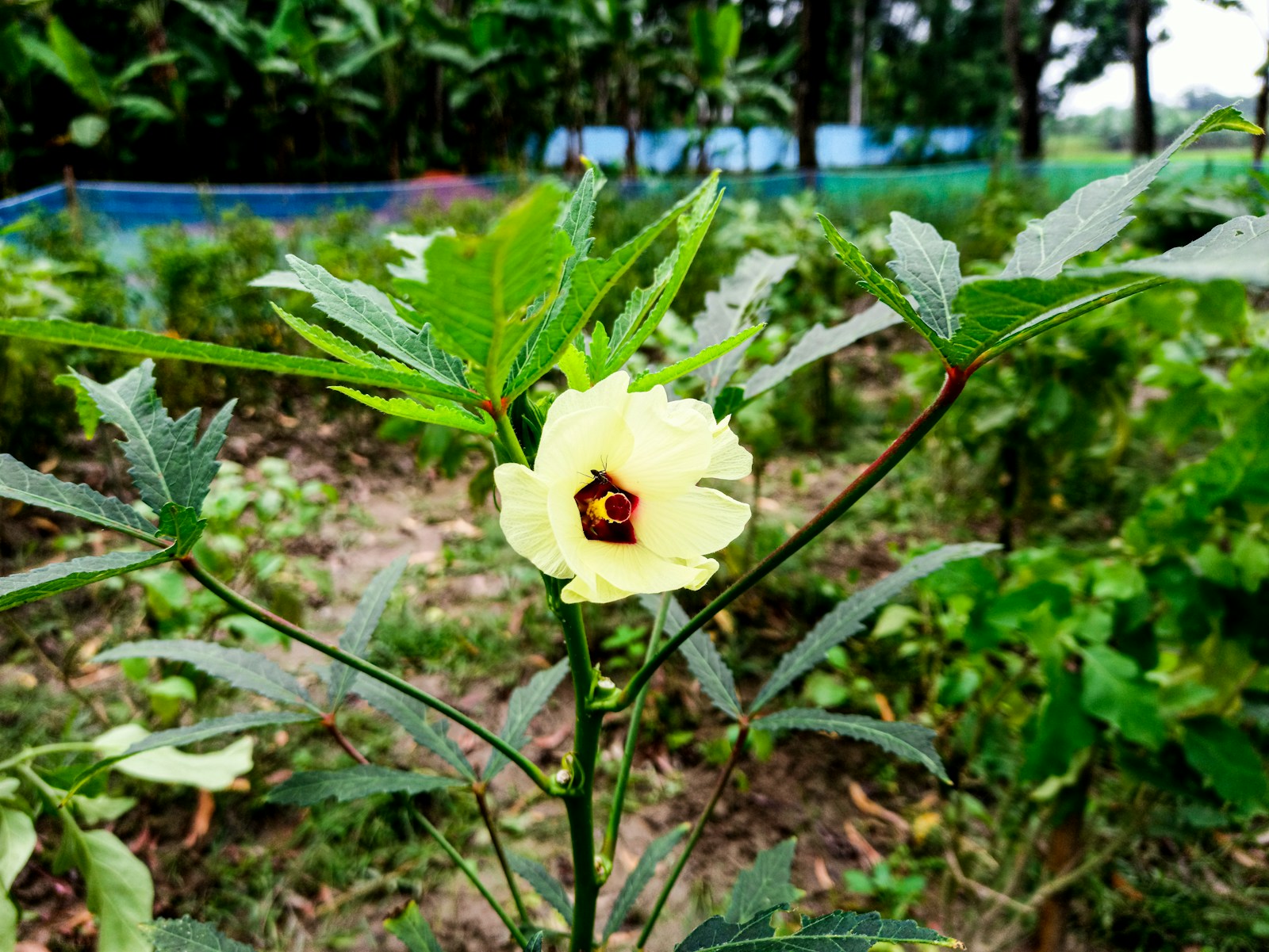 Young okra plant with lobed leaves and one pale yellow flower in a vegetable plot