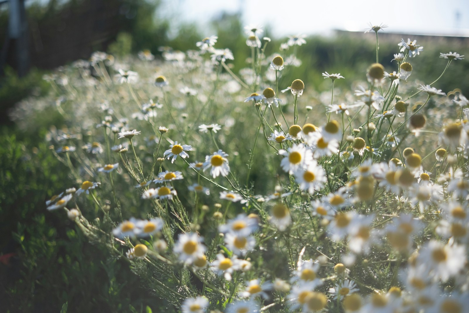 Sunlit patch of German chamomile with feathery leaves and many open flowers