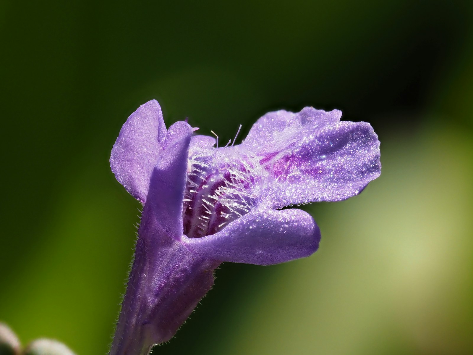 Close view of a violet-blue ground ivy flower with hairy, spotted lower lip