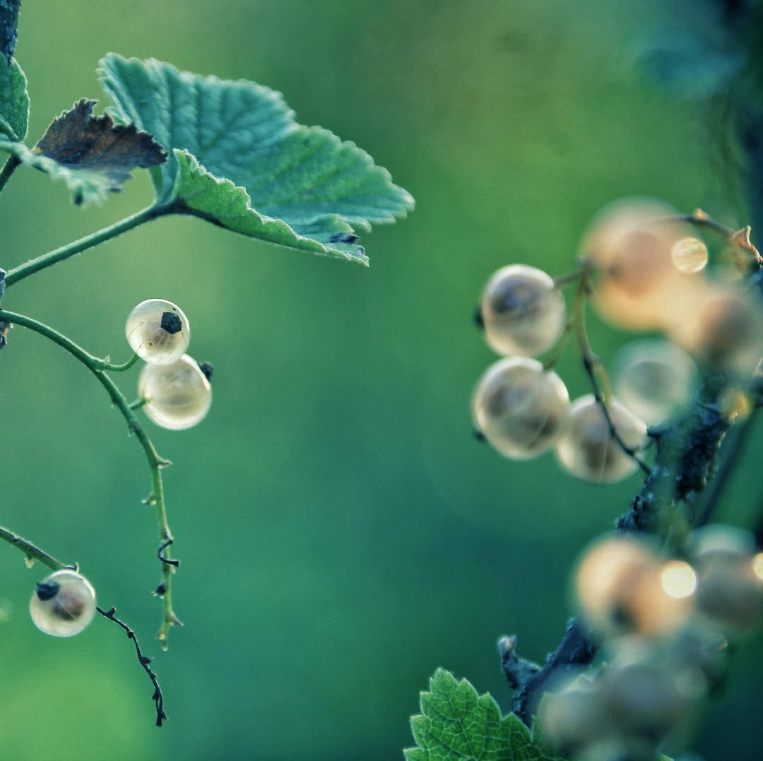 Translucent pale white currants hanging in a small cluster on the branch