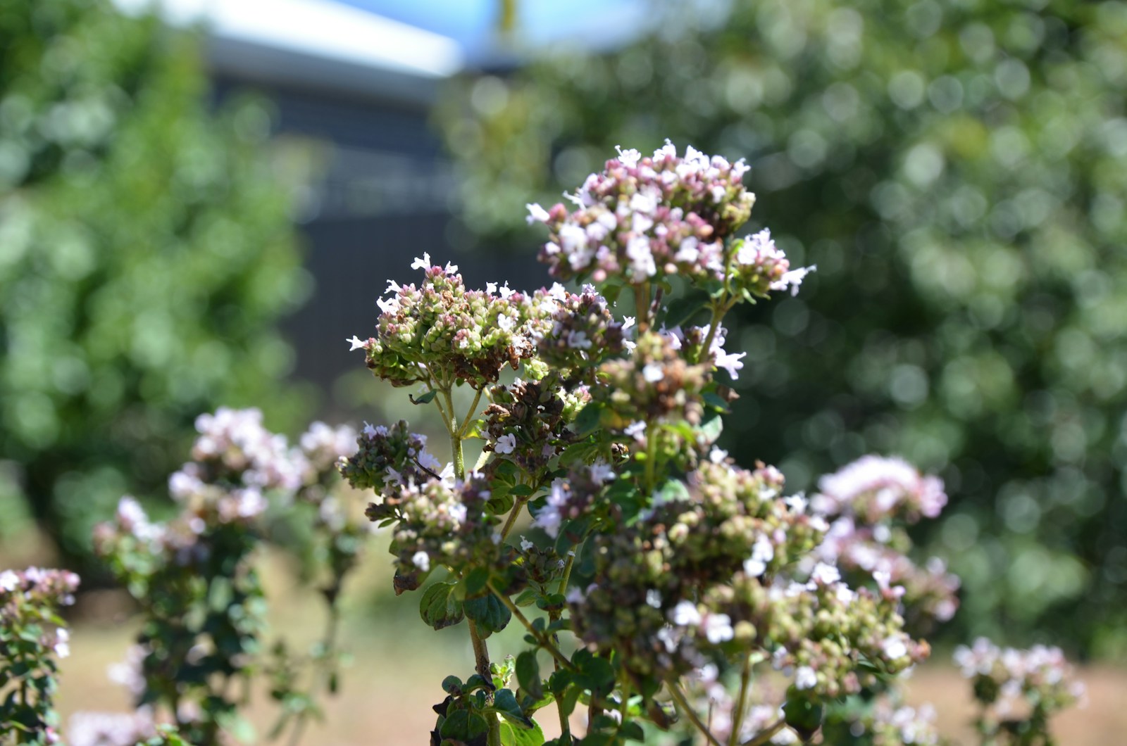 Oregano plant in full flower in a sunny garden, heads starting to set seed