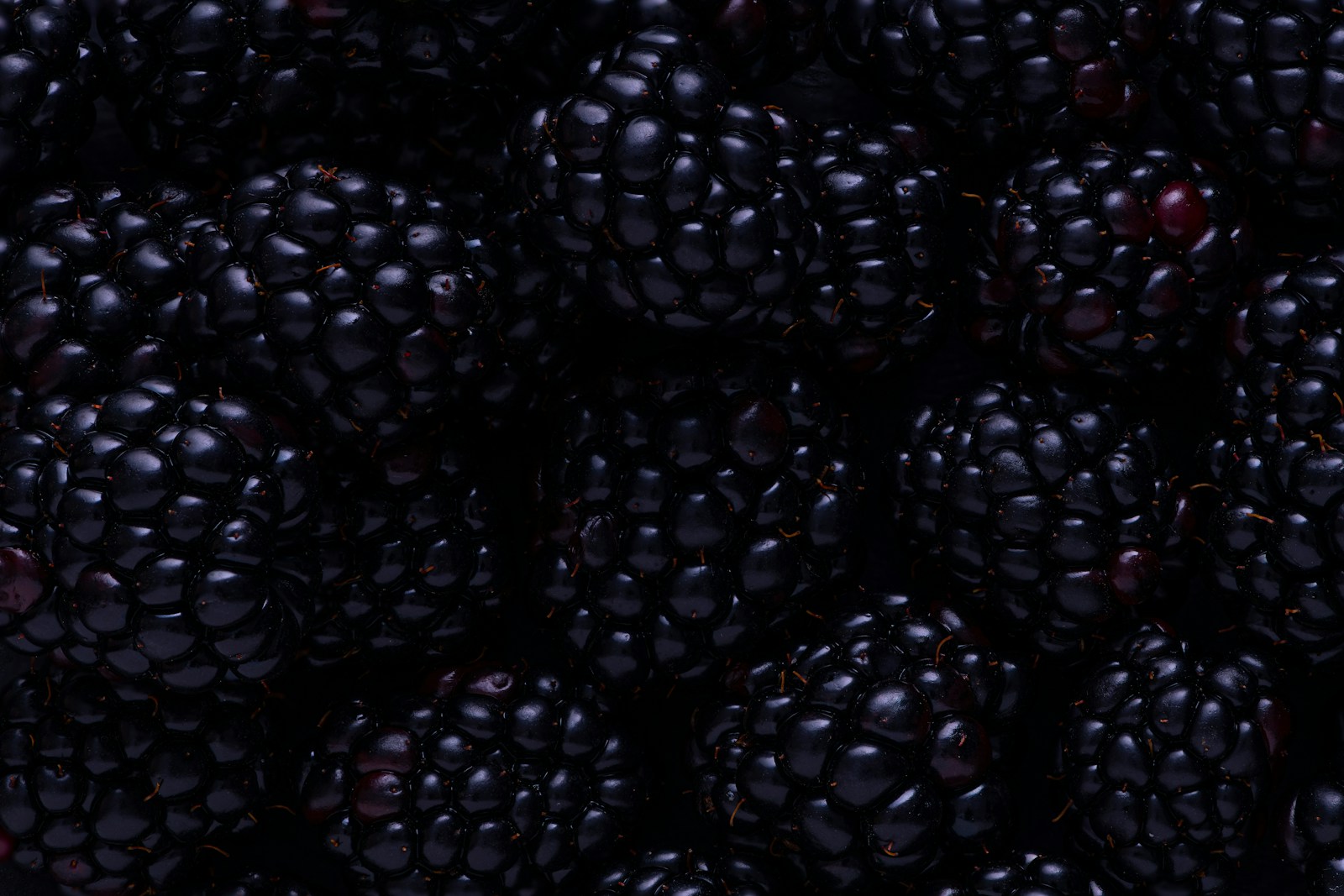Close view of freshly picked ripe blackberries, glossy and fully black