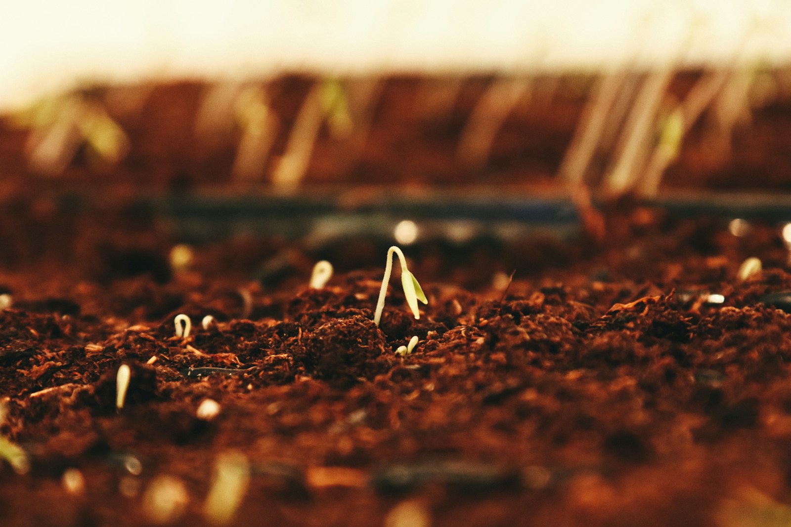 Tiny seedlings just breaking the surface of moist seed compost