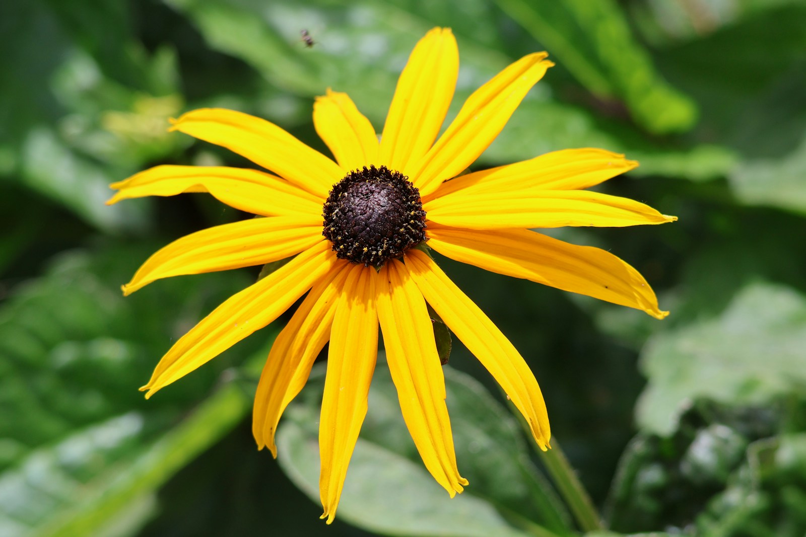 Single orange coneflower with golden petals around a dark brown cone