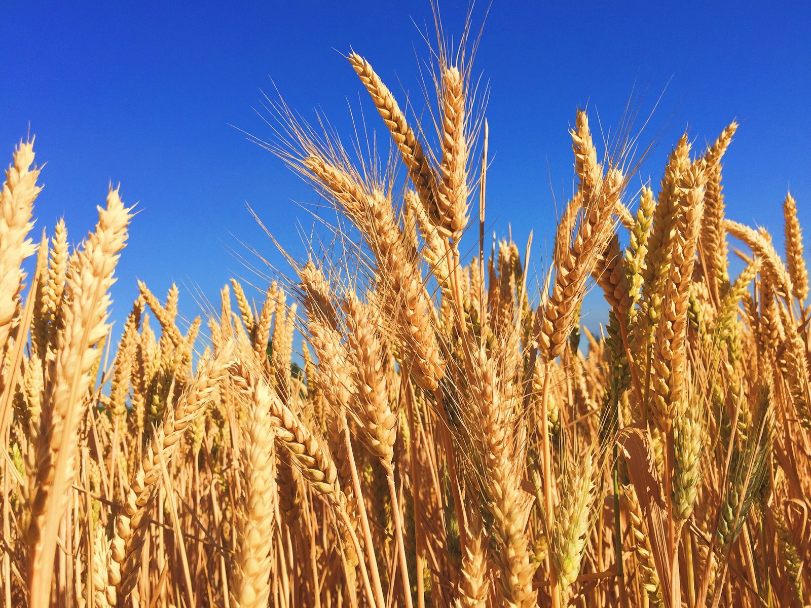 Ripe golden wheat ears standing upright against a blue sky