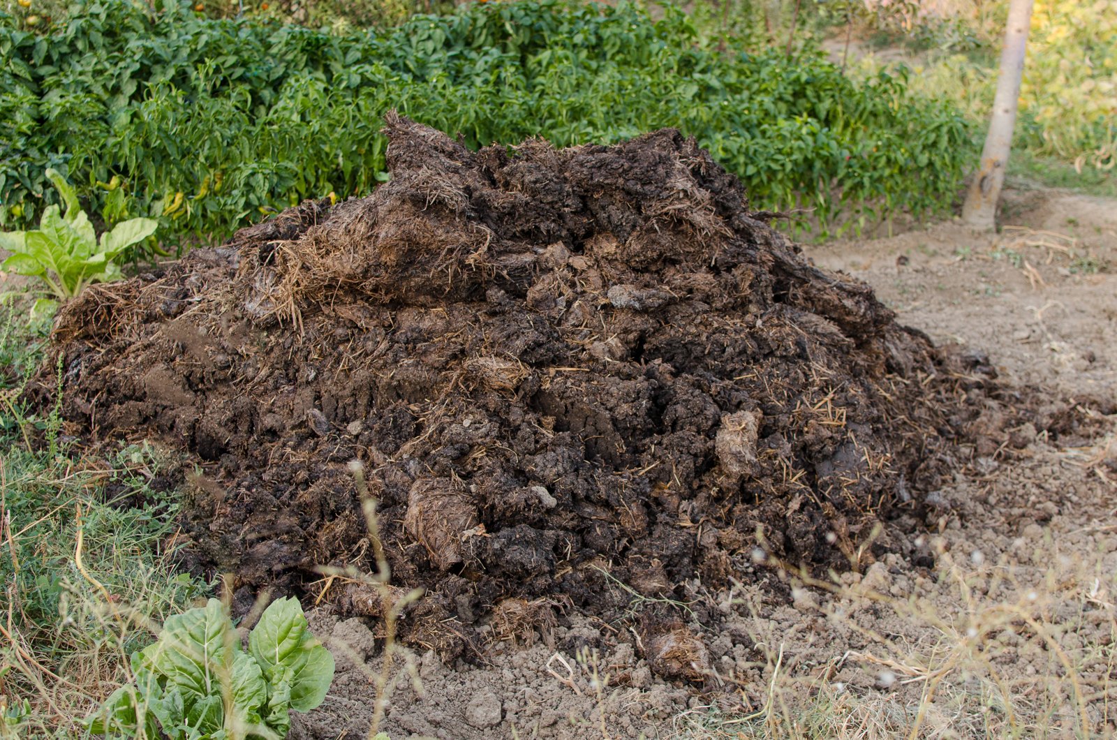 A heap of compost and manure at the edge of a garden