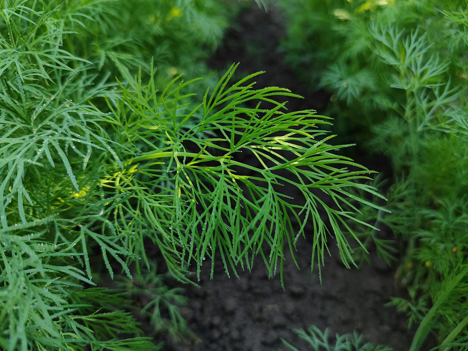 Young dill plants with thread-like green leaves growing in dark garden soil