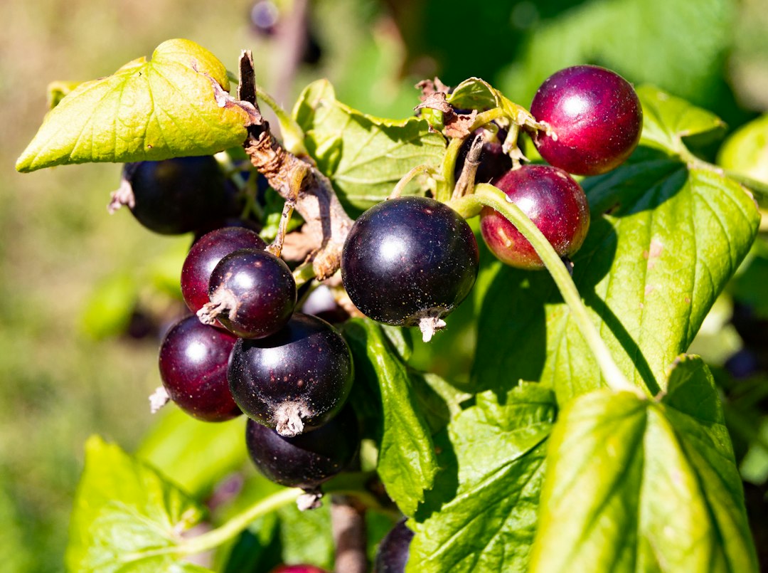 A cluster of glossy black currants ripening on the shrub among green leaves
