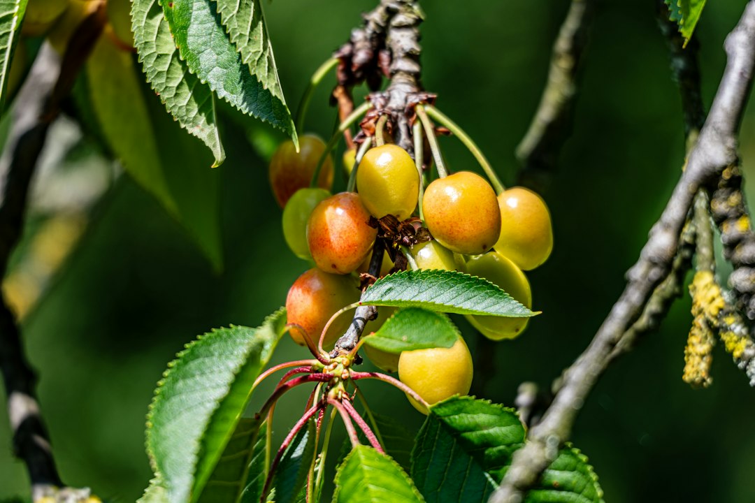 Yellow cherries blushed with red, clustered on a branch with green leaves