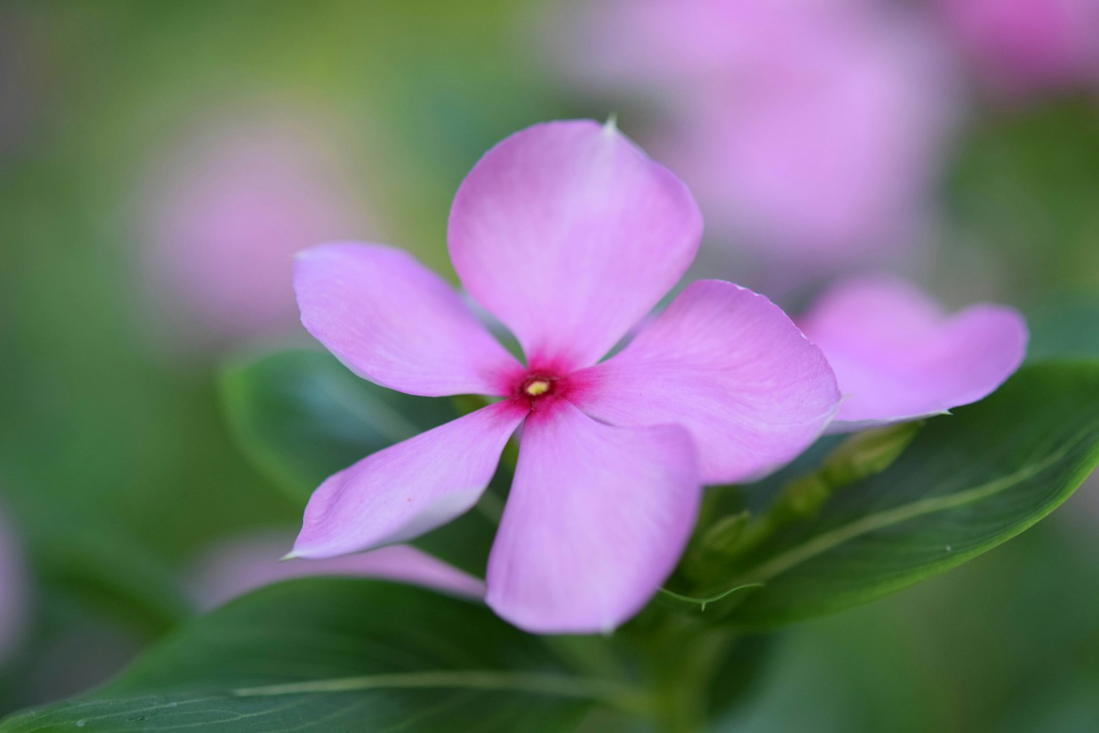 Pale pink annual vinca flower with a deep rose eye