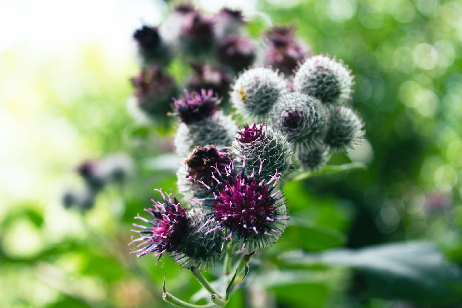 Woolly burdock, a wild relative, with cobwebbed purple flower heads