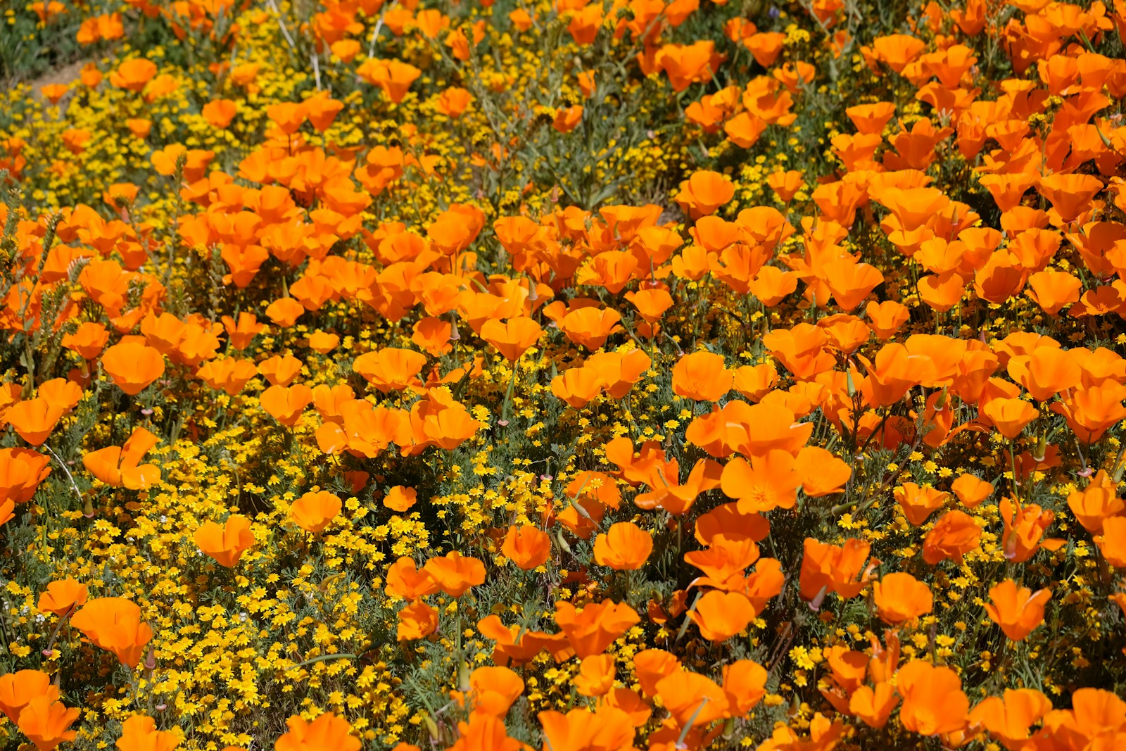 Orange California poppies flowering among small yellow wildflowers