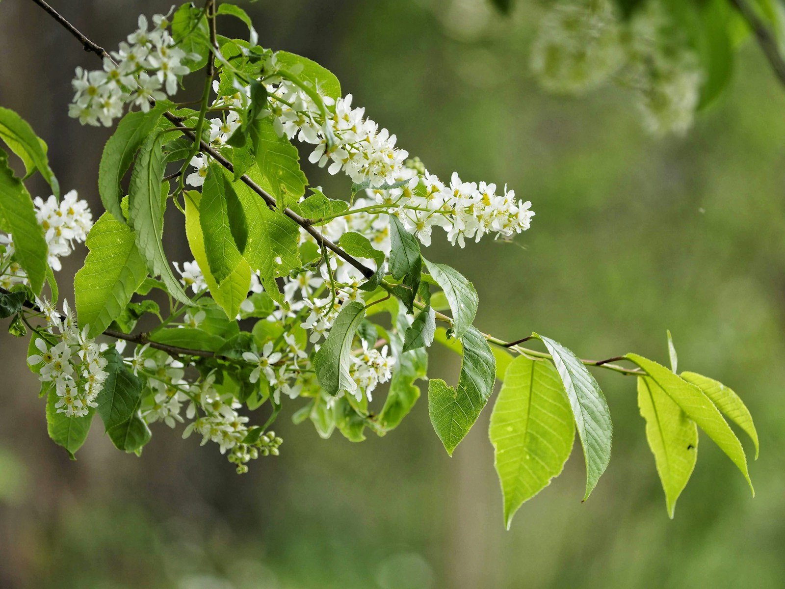 Bird cherry (Prunus padus), a close relative, with drooping white flower spikes