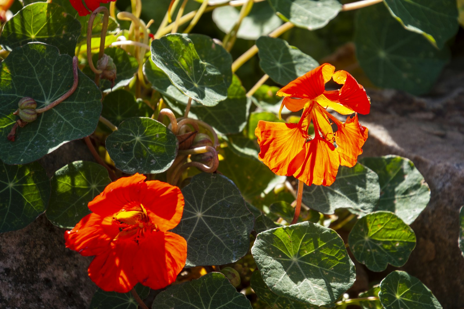 Trailing nasturtium with red-orange flowers and green seed pods over rocks