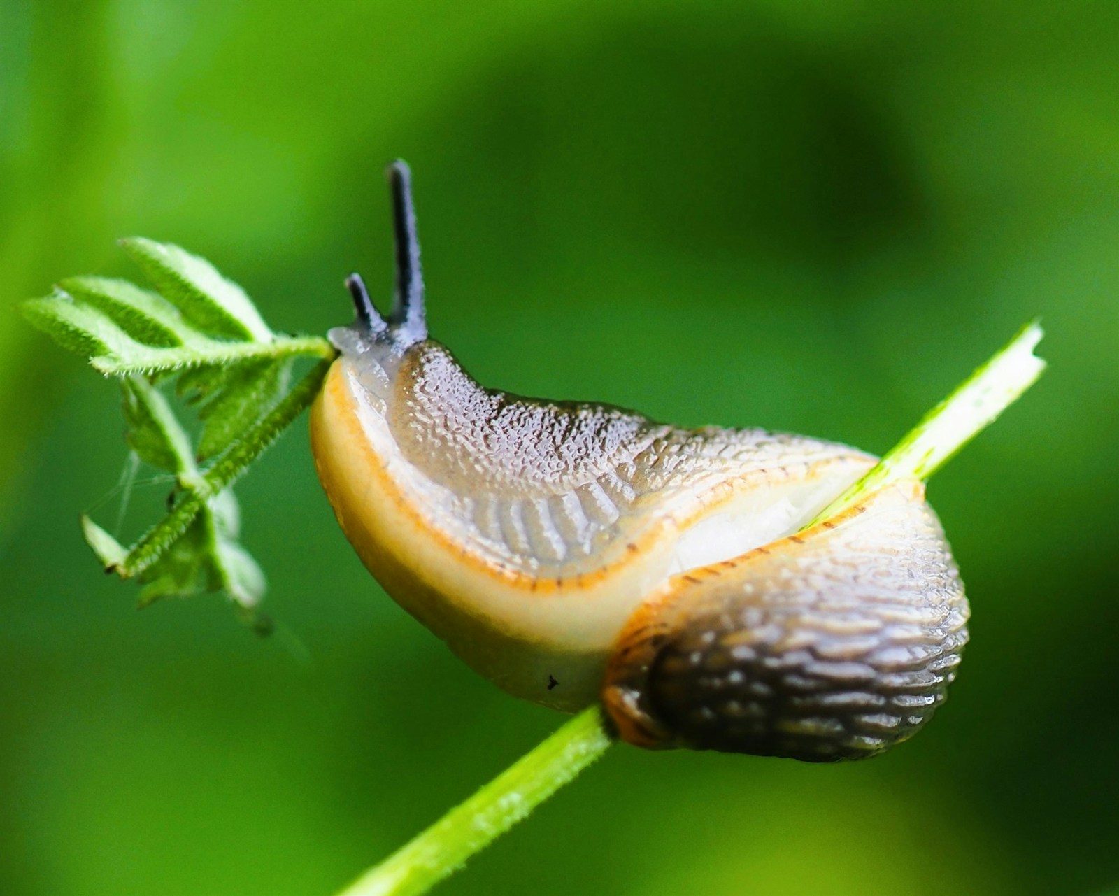 Slug feeding on a young green leaf at the tip of a stem