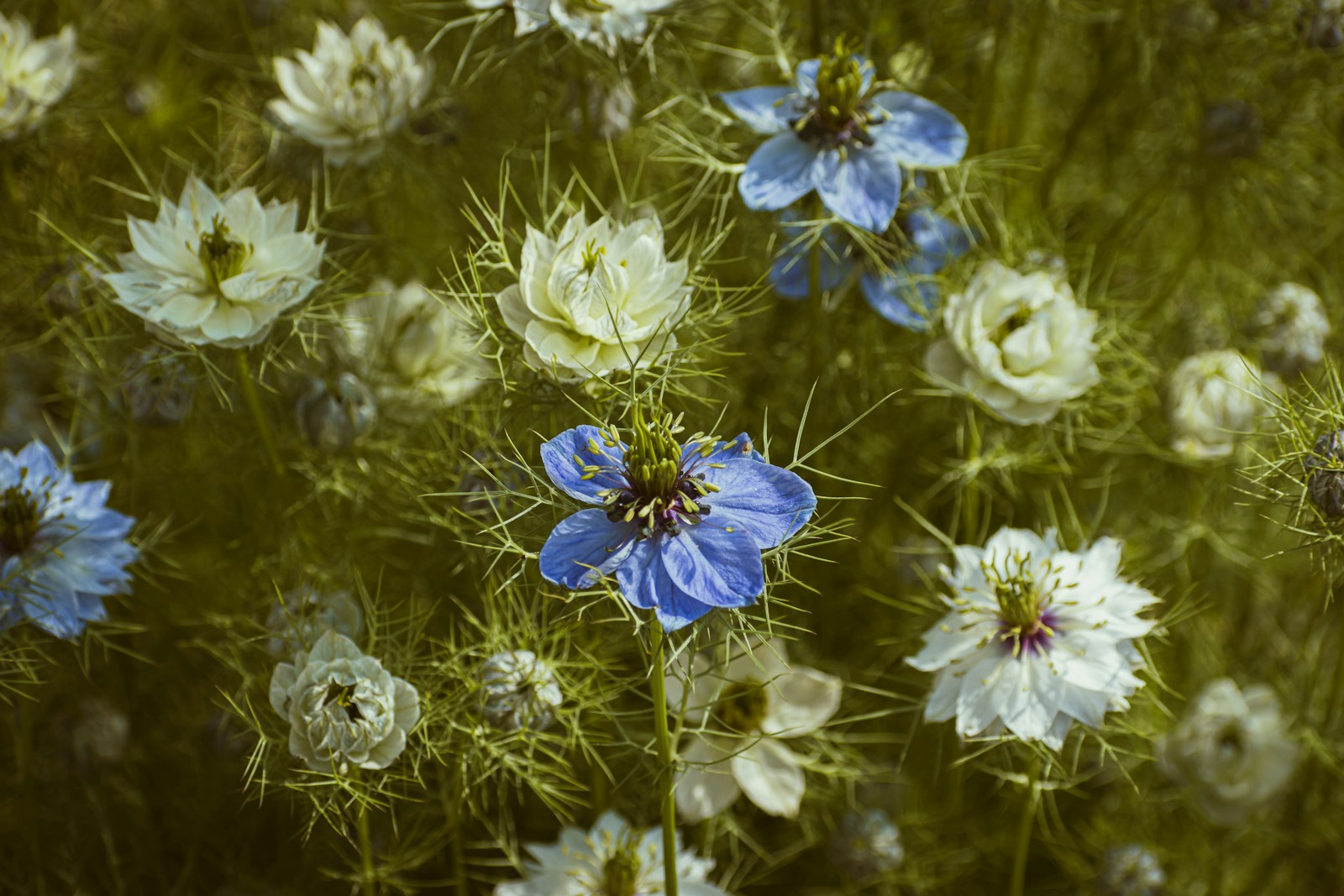 A dense planting of blue and double white love-in-a-mist flowers with swelling seed pods