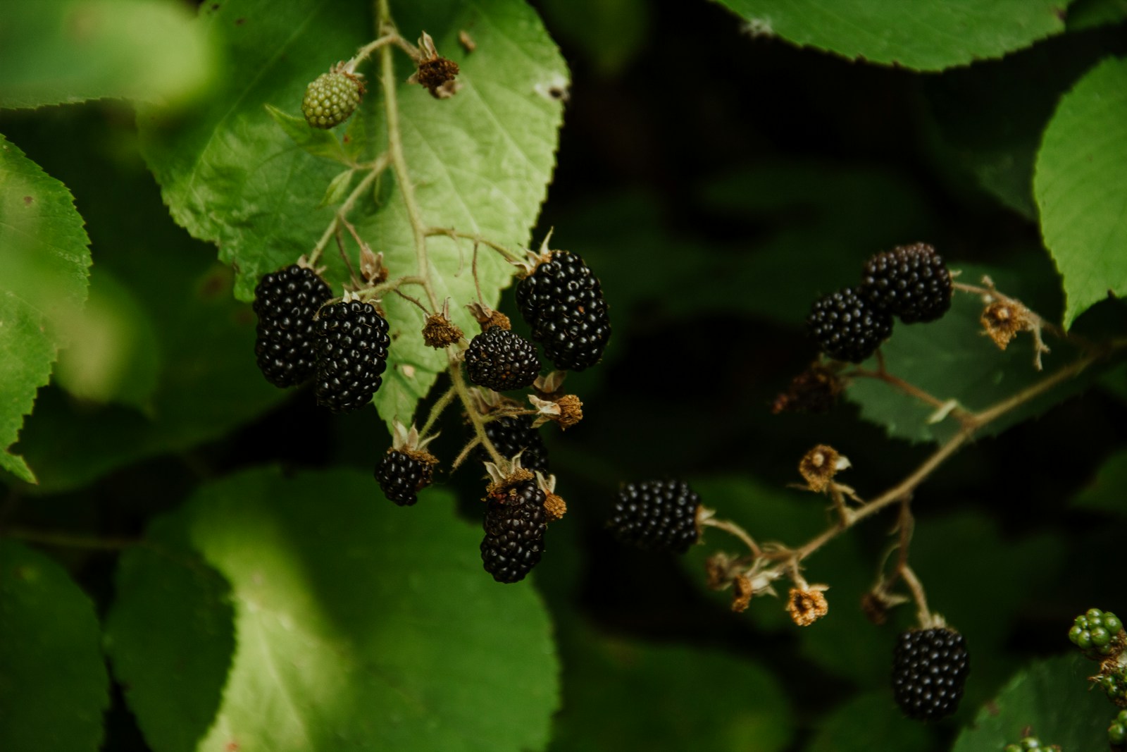 Toothed blackberry leaves behind a truss of ripe black fruit