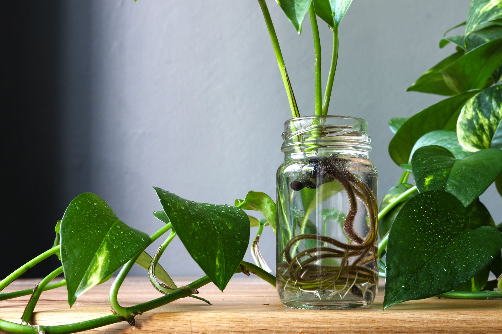 Pothos stems growing roots in a glass jar of water