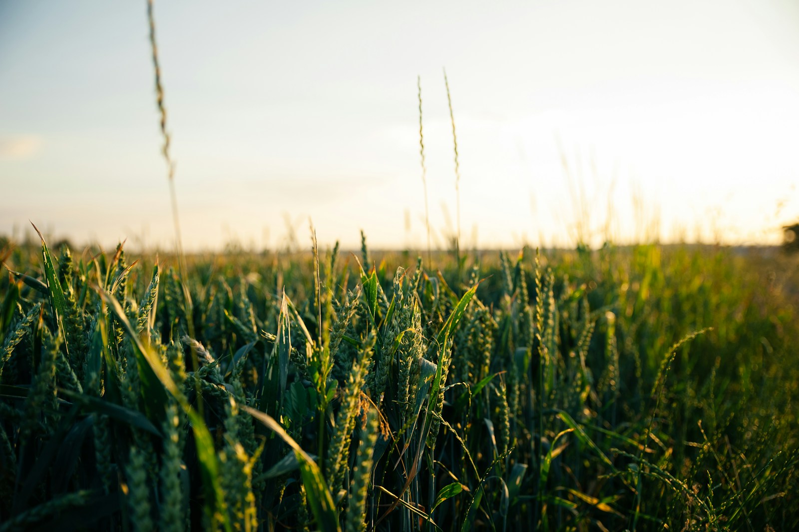 Green wheat crop with young heads emerging at sunset