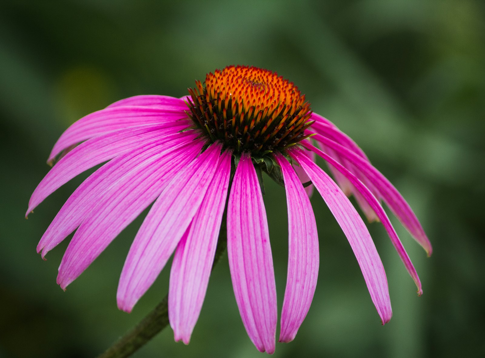 Single pink coneflower with drooping petals and a spiky orange cone