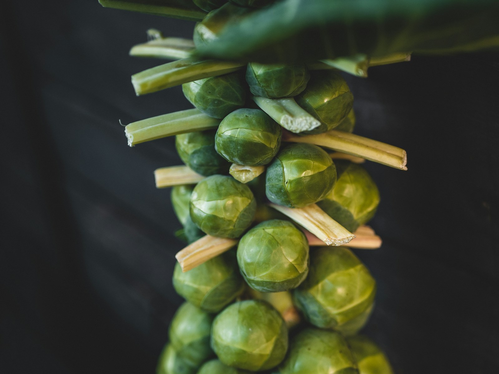 A whole Brussels sprout stalk with trimmed leaf stems and tight sprouts
