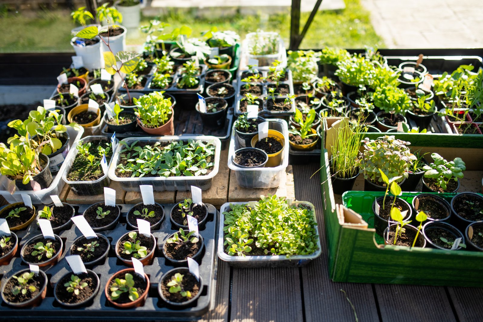 Trays of young potted vegetable seedlings standing outside on a deck