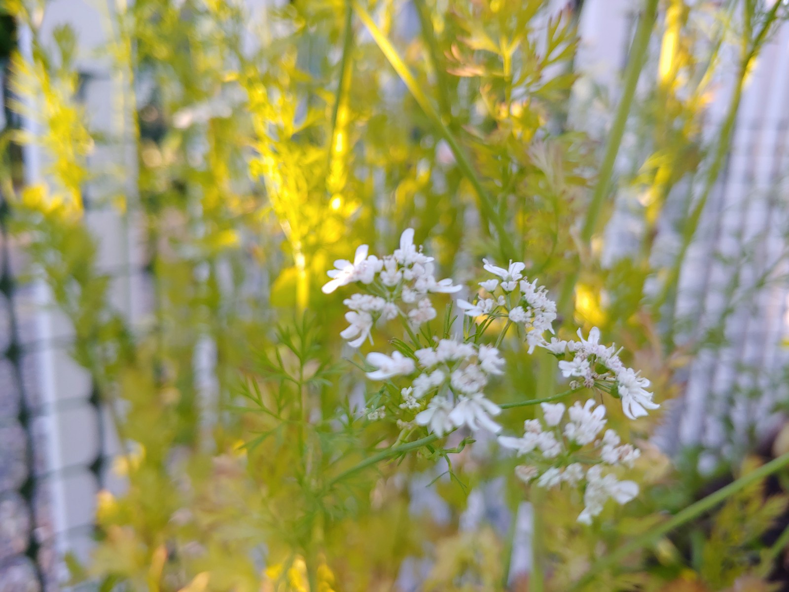 Cluster of small white cilantro flowers above fine, feathery upper leaves