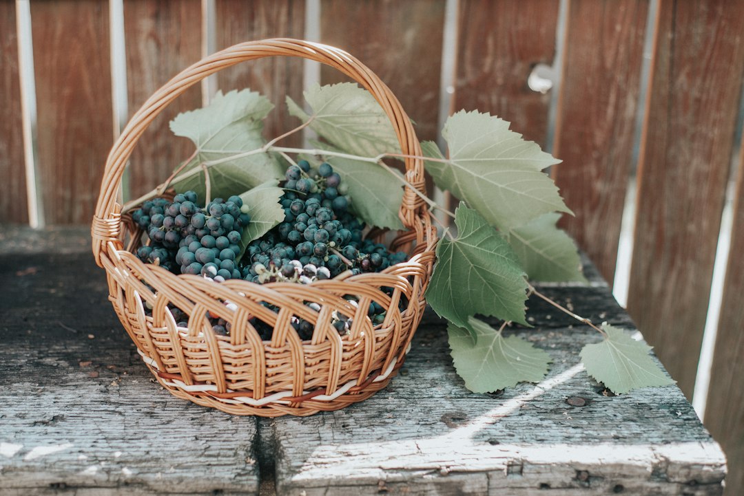 A woven basket filled with freshly picked dark purple grapes and vine leaves