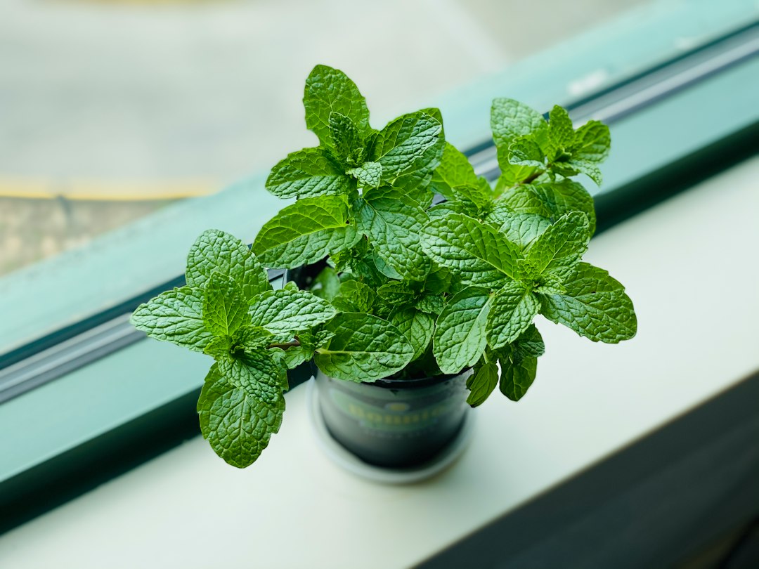 A young mint plant growing in a small black pot on a windowsill