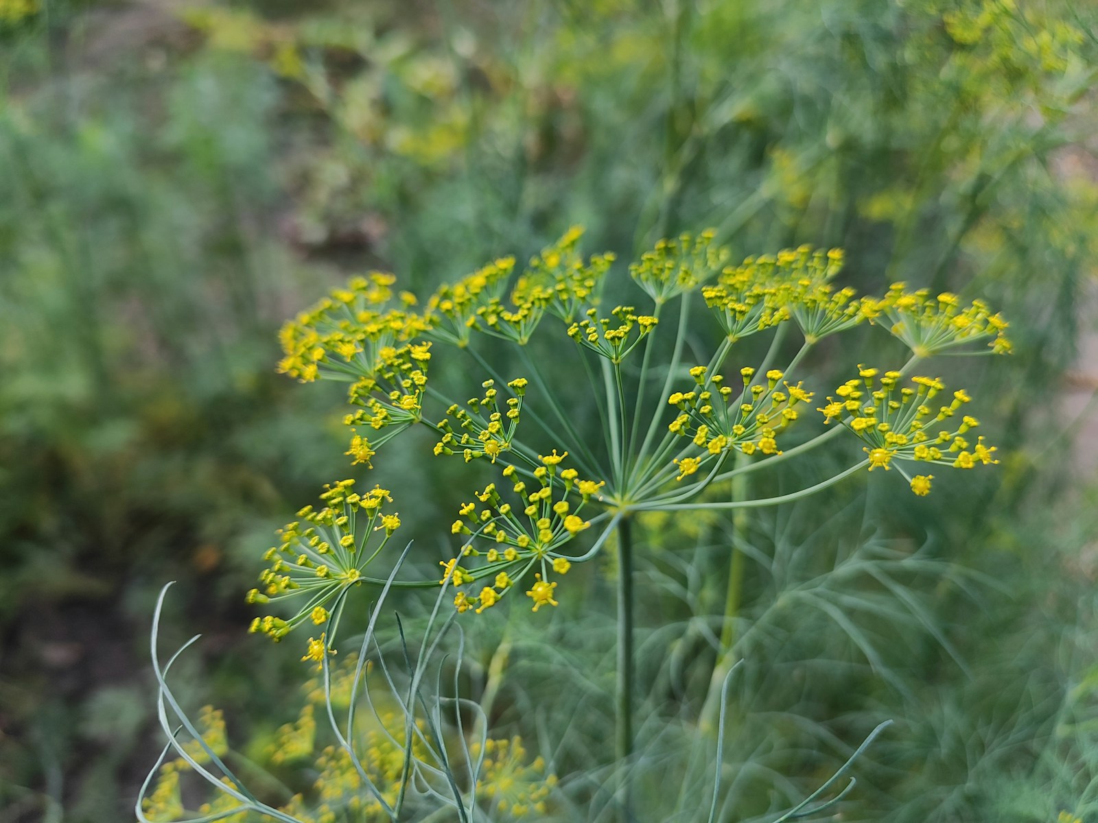 Flat, umbrella-shaped dill flower head with small yellow flowers