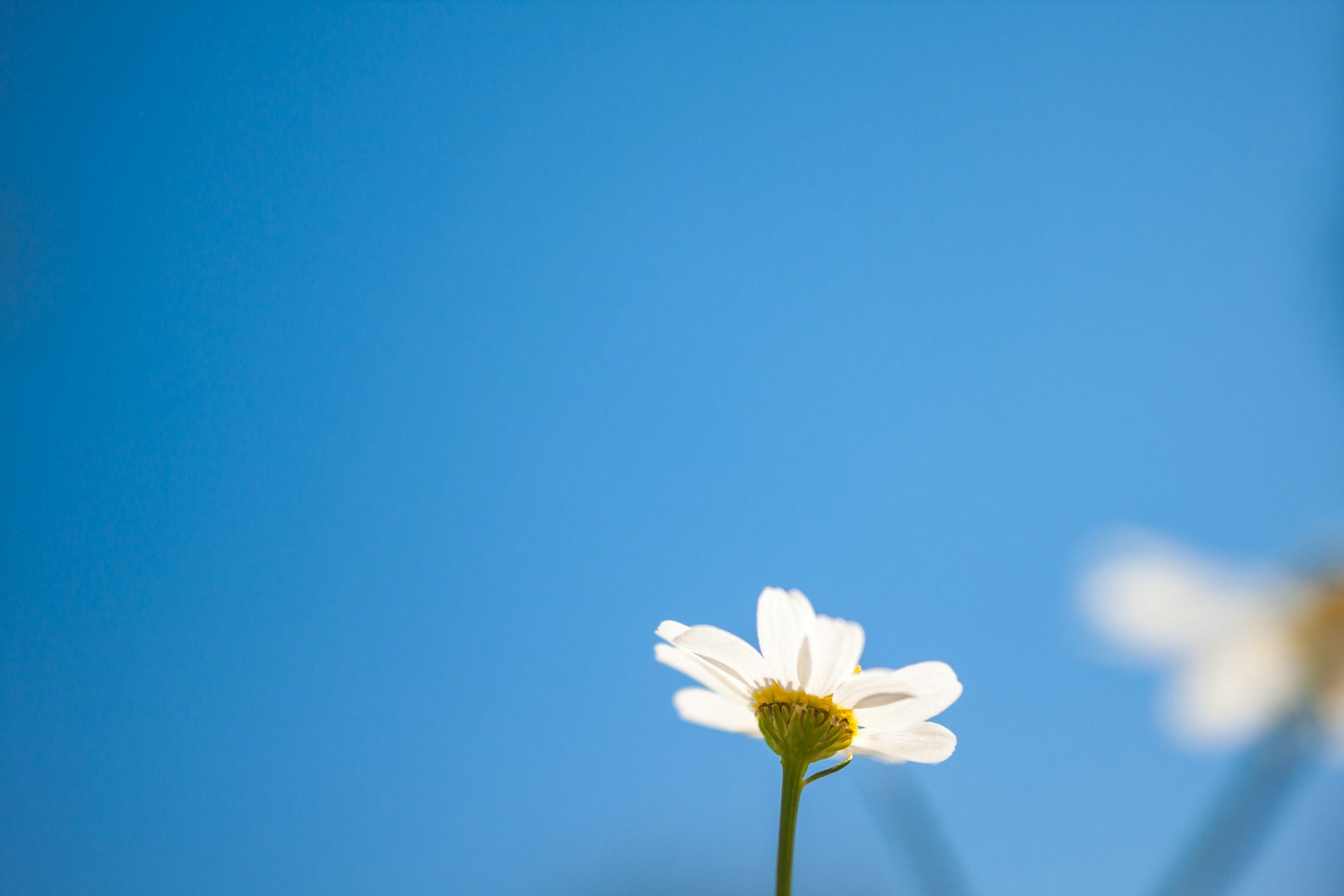Single German chamomile flower seen from below against a clear blue sky