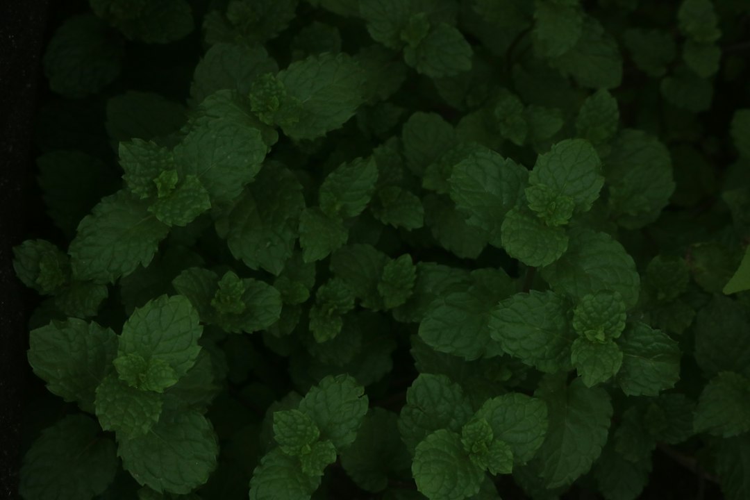 Mint leaves on the stem viewed from above, ready to be picked