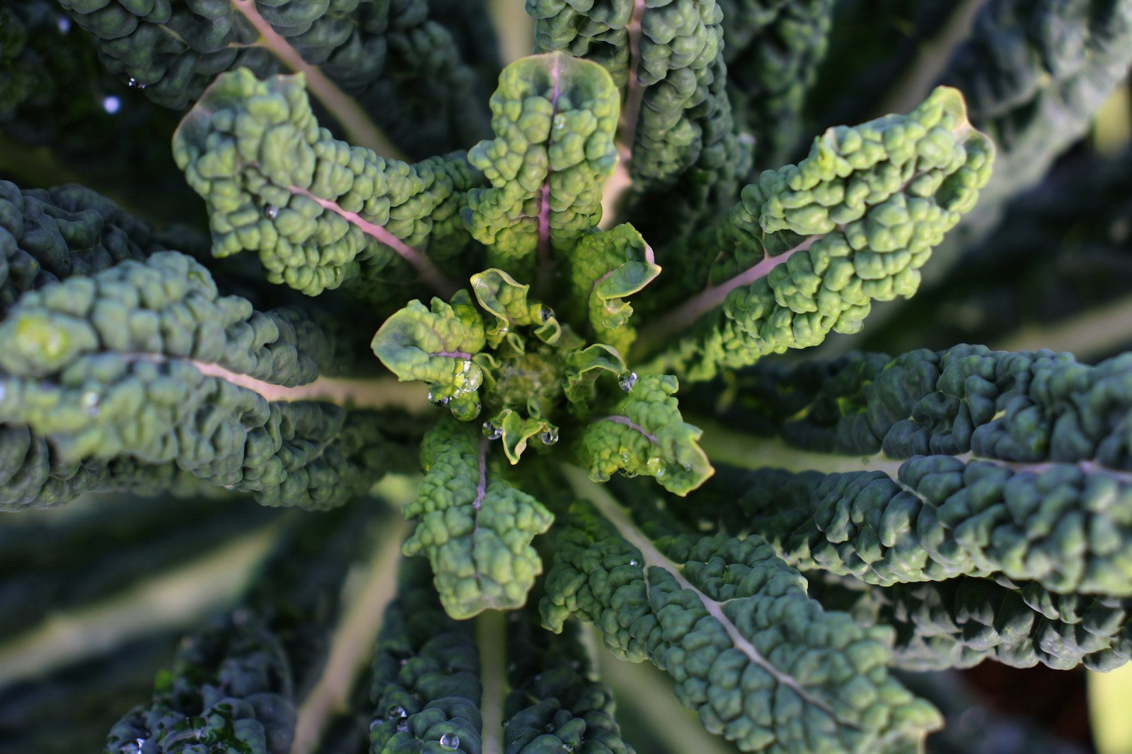 Top view of a lacinato kale plant showing the young central leaves