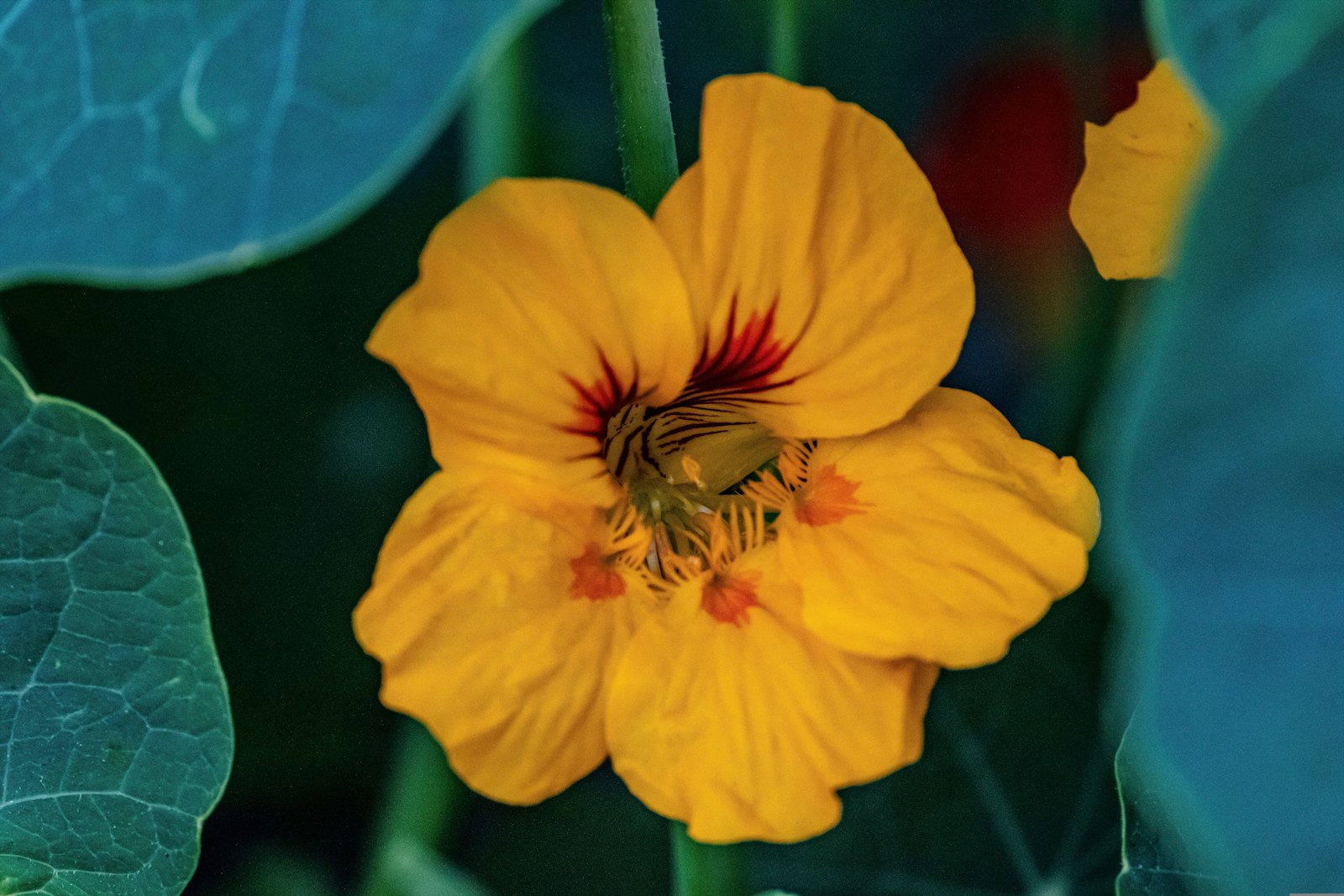 Yellow nasturtium flower with dark red streaks at the centre