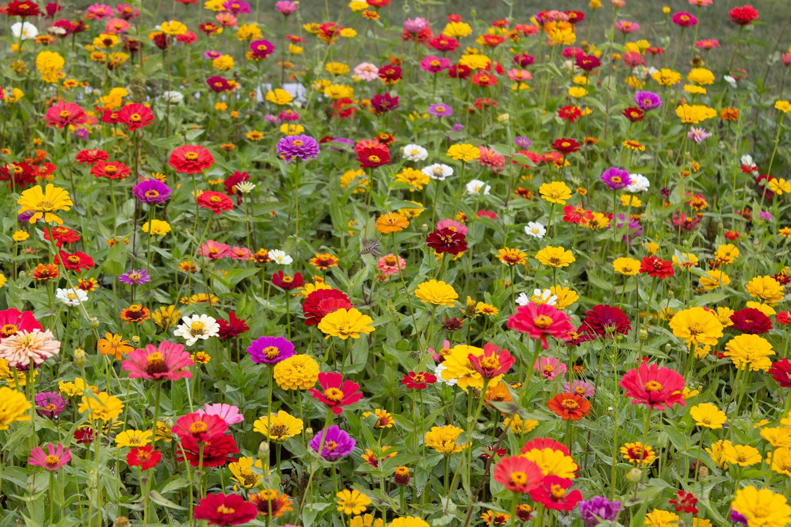Dense field of mixed zinnias in red, yellow, pink, purple and white