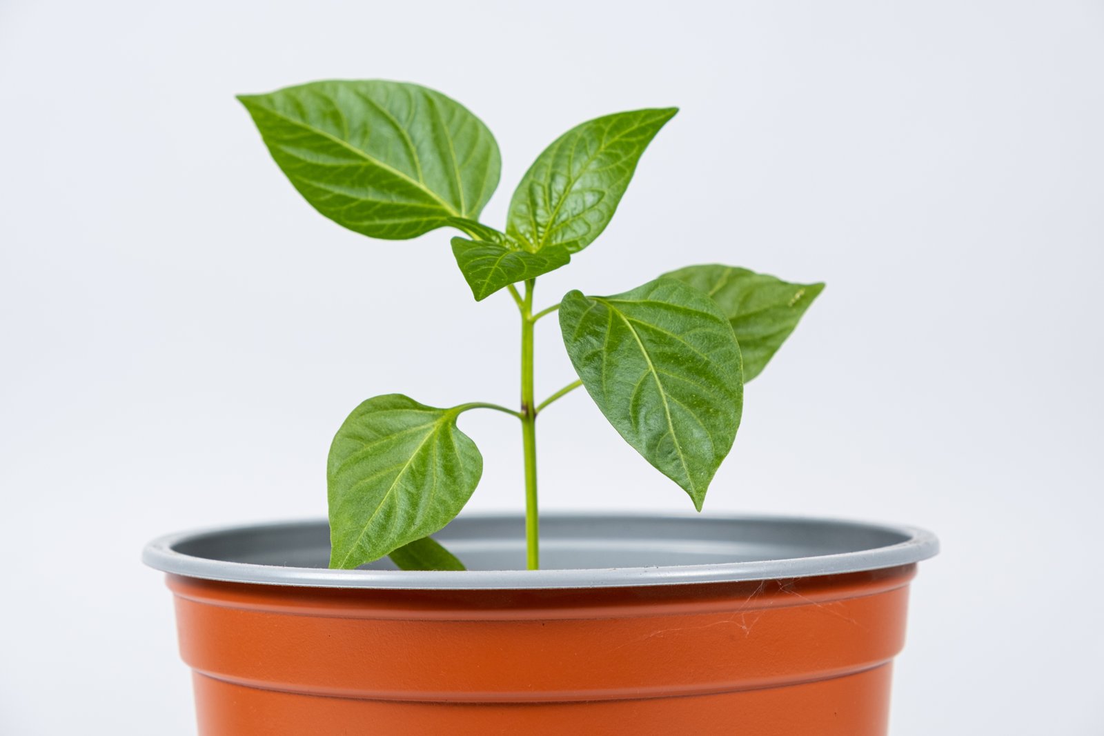 Young pepper seedling with true leaves growing in a terracotta-coloured pot