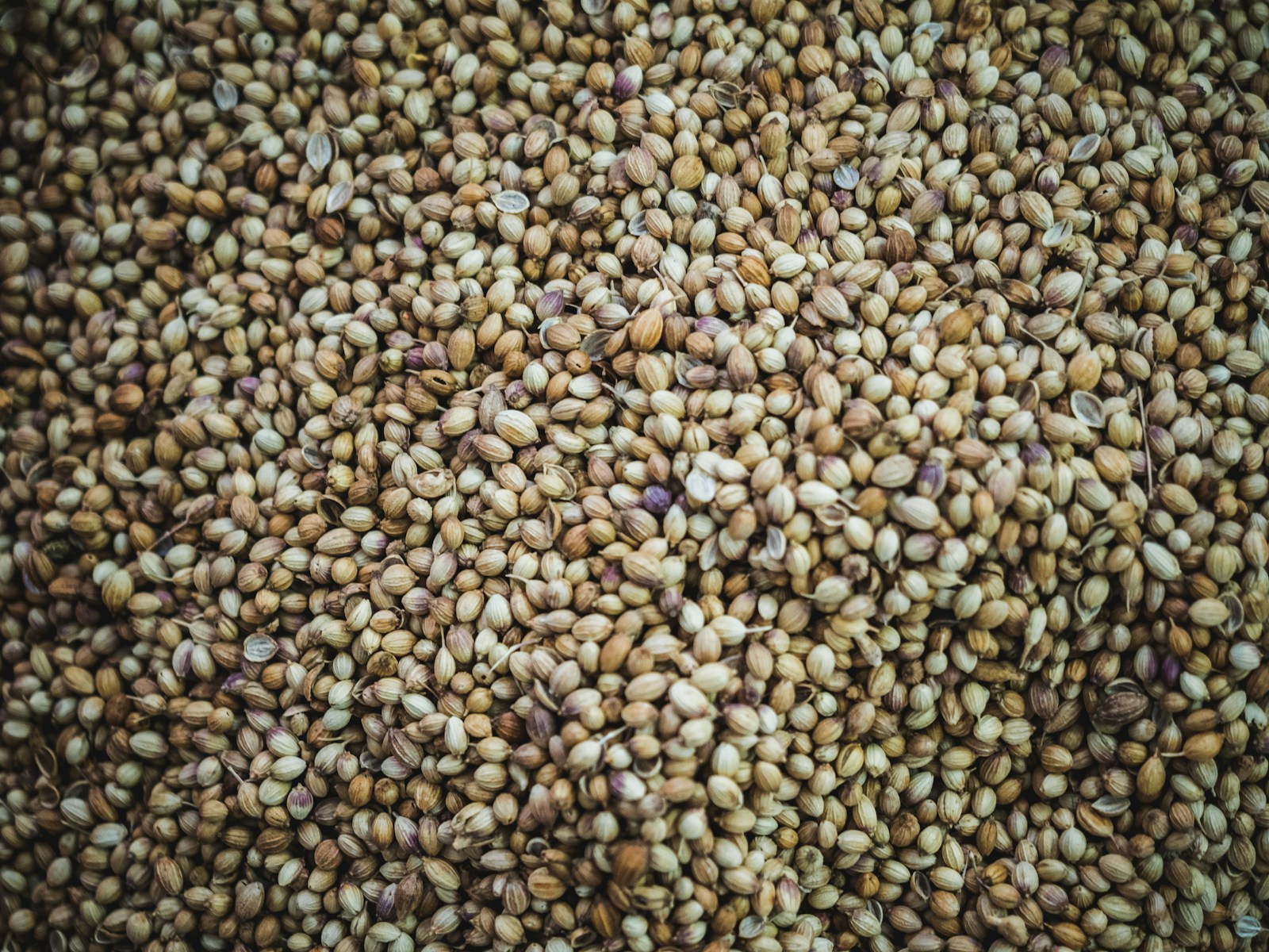 A mass of dried, round tan coriander seeds