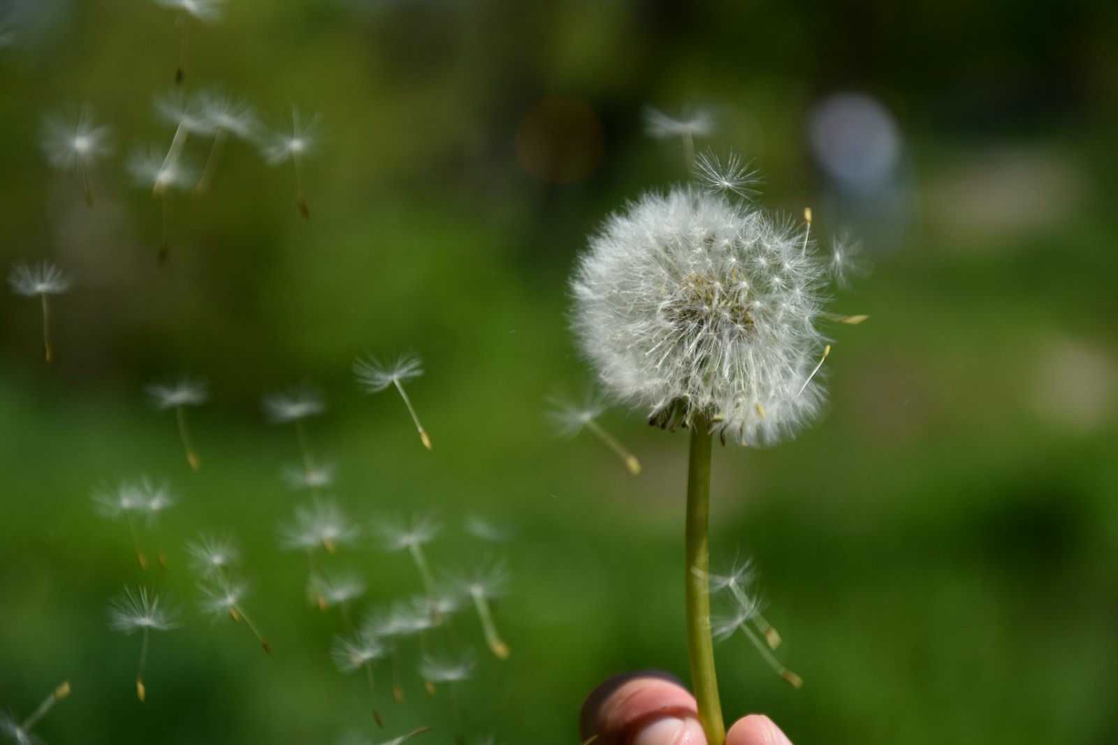 Hand holding a dandelion seed head as seeds drift away on the wind